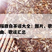 福鼎白茶谣大全：图片、歌曲、歌谣汇总