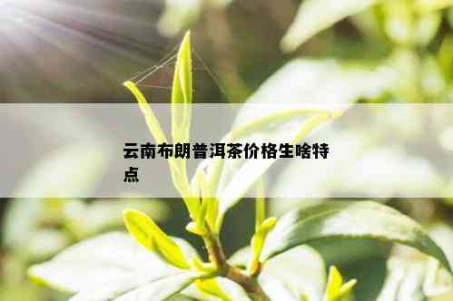 云南布朗普洱茶价格生啥特点