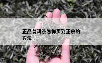 正品普洱茶怎样买到正宗的方法