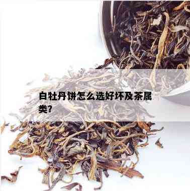 白牡丹饼怎么选好坏及茶属类？