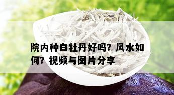 院内种白牡丹好吗？风水如何？视频与图片分享