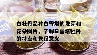 白牡丹品种白雪塔的发芽和花朵图片，了解白雪塔牡丹的特点和象征意义