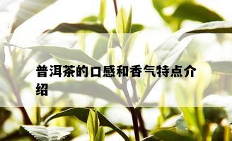 普洱茶的口感和香气特点介绍