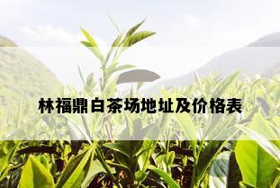 林福鼎白茶场地址及价格表