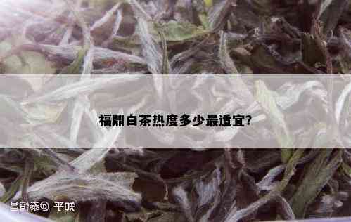 福鼎白茶热度多少最适宜？