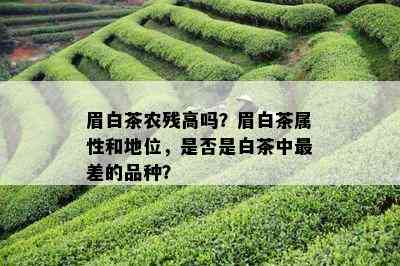 眉白茶农残高吗？眉白茶属性和地位，是否是白茶中最差的品种？