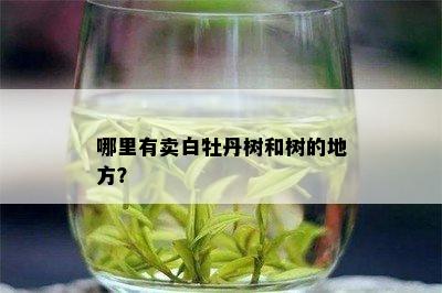 哪里有卖白牡丹树和树的地方？