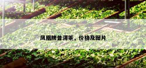 凤凰牌普洱茶，价格及图片