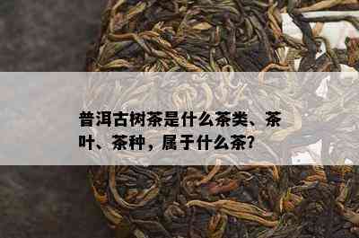 普洱古树茶是什么茶类、茶叶、茶种，属于什么茶？