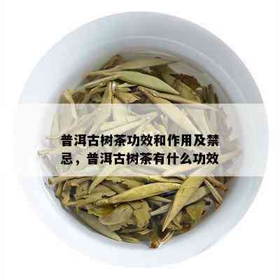 普洱古树茶功效和作用及禁忌，普洱古树茶有什么功效