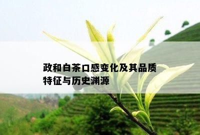 政和白茶口感变化及其品质特征与历史渊源