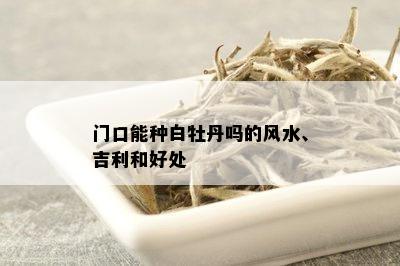 门口能种白牡丹吗的风水、吉利和好处