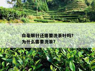 白毫银针还需要洗茶叶吗？为什么需要洗茶？