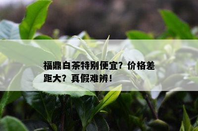 福鼎白茶特别便宜？价格差距大？真假难辨！