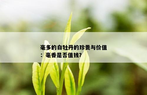 毫多的白牡丹的珍贵与价值：毫香是否值钱？