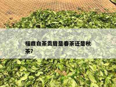 福鼎白茶贡眉是春茶还是秋茶？