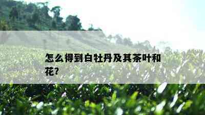 怎么得到白牡丹及其茶叶和花？