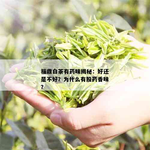 福鼎白茶有味揭秘：好还是不好？为什么有股香味？