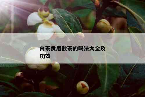 白茶贡眉散茶的喝法大全及功效