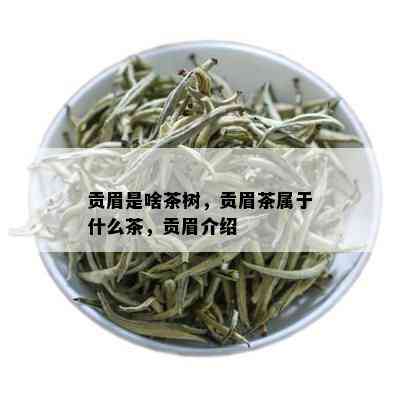 贡眉是啥茶树，贡眉茶属于什么茶，贡眉介绍