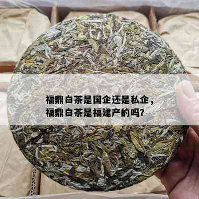 福鼎白茶是国企还是私企，福鼎白茶是福建产的吗？