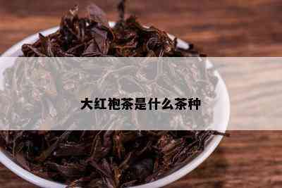 大红袍茶是什么茶种