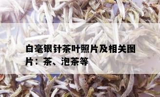 白毫银针茶叶照片及相关图片：茶、泡茶等