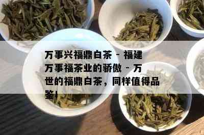 万事兴福鼎白茶 - 福建万事福茶业的骄傲 - 万世的福鼎白茶，同样值得品鉴！