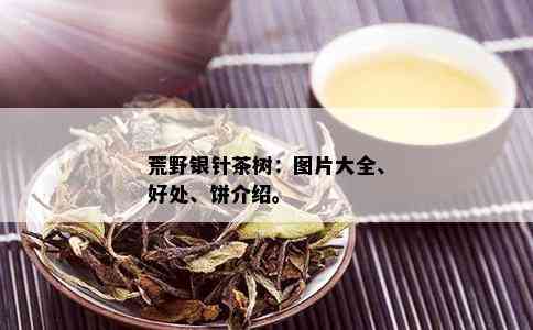 荒野银针茶树：图片大全、好处、饼介绍。