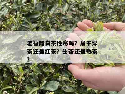 老福鼎白茶性寒吗？属于绿茶还是红茶？生茶还是熟茶？