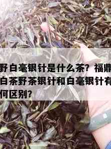 野白毫银针是什么茶？福鼎白茶野茶银针和白毫银针有何区别？