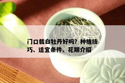 门口载白牡丹好吗？种植技巧、适宜条件、花期介绍