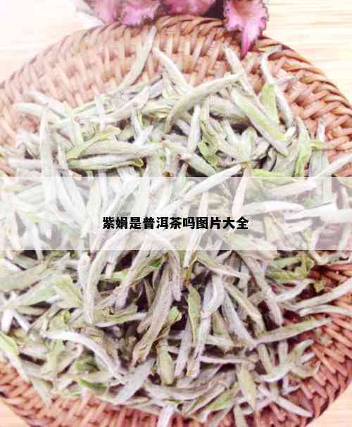 紫娟是普洱茶吗图片大全