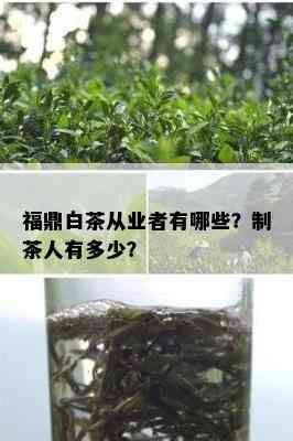 福鼎白茶从业者有哪些？制茶人有多少？