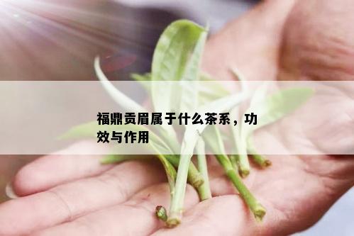 福鼎贡眉属于什么茶系，功效与作用