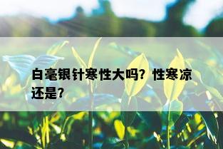 白毫银针寒性大吗？性寒凉还是？