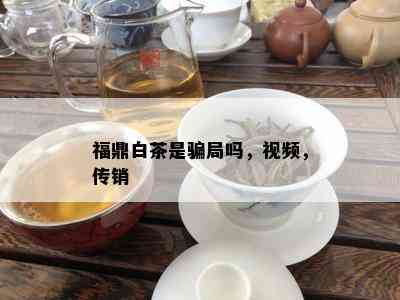 福鼎白茶是骗局吗，视频，传销