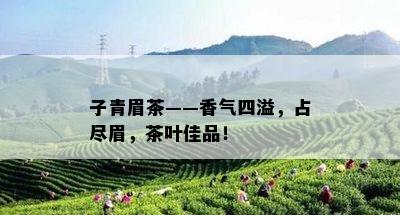 子青眉茶——香气四溢，占尽眉，茶叶佳品！