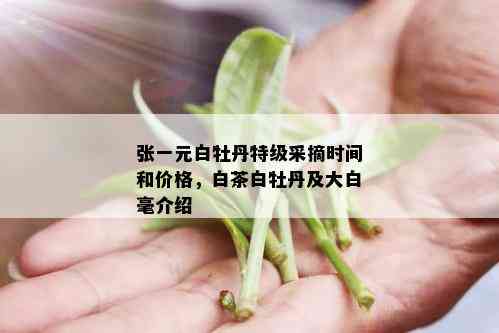 张一元白牡丹特级采摘时间和价格，白茶白牡丹及大白毫介绍