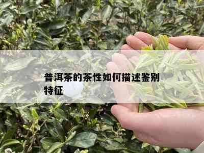 普洱茶的茶性如何描述鉴别特征