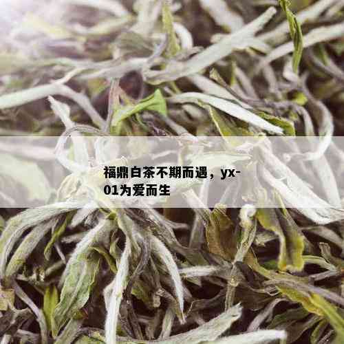 福鼎白茶不期而遇，yx-01为爱而生