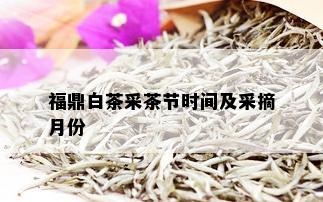 福鼎白茶采茶节时间及采摘月份