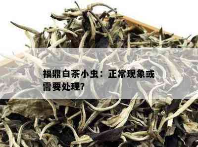 福鼎白茶小虫：正常现象或需要处理？