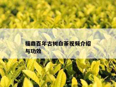 福鼎百年古树白茶视频介绍与功效