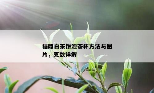 福鼎白茶饼泡茶杯方法与图片，克数详解