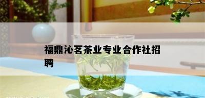 福鼎沁茗茶业专业合作社招聘