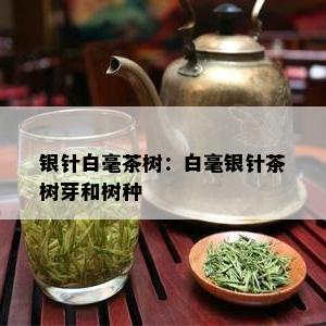 银针白毫茶树：白毫银针茶树芽和树种