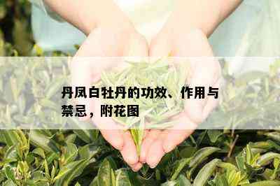 丹凤白牡丹的功效、作用与禁忌，附花图