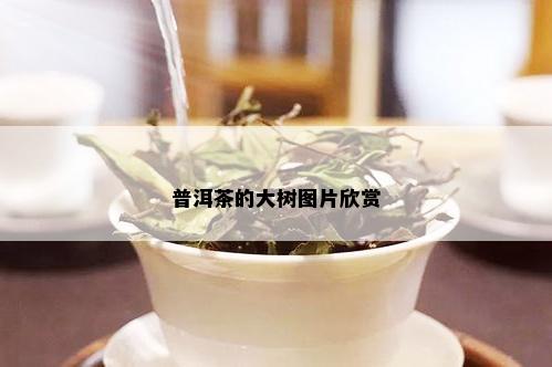 普洱茶的大树图片欣赏