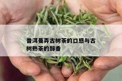 普洱曼弄古树茶的口感与古树熟茶的醇香